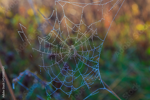 cobweb in the dew close-up in autumn forest.