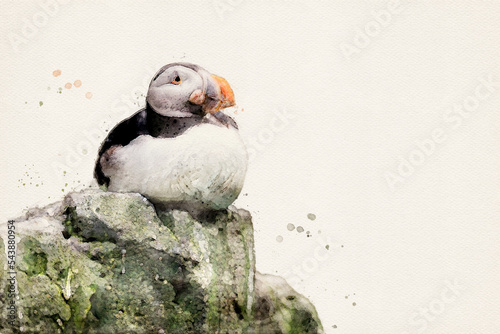 Atlantic puffin. Puffin bird. Seabird isolated with copy space, add your own text. Aquarelle, watercolor illustration.