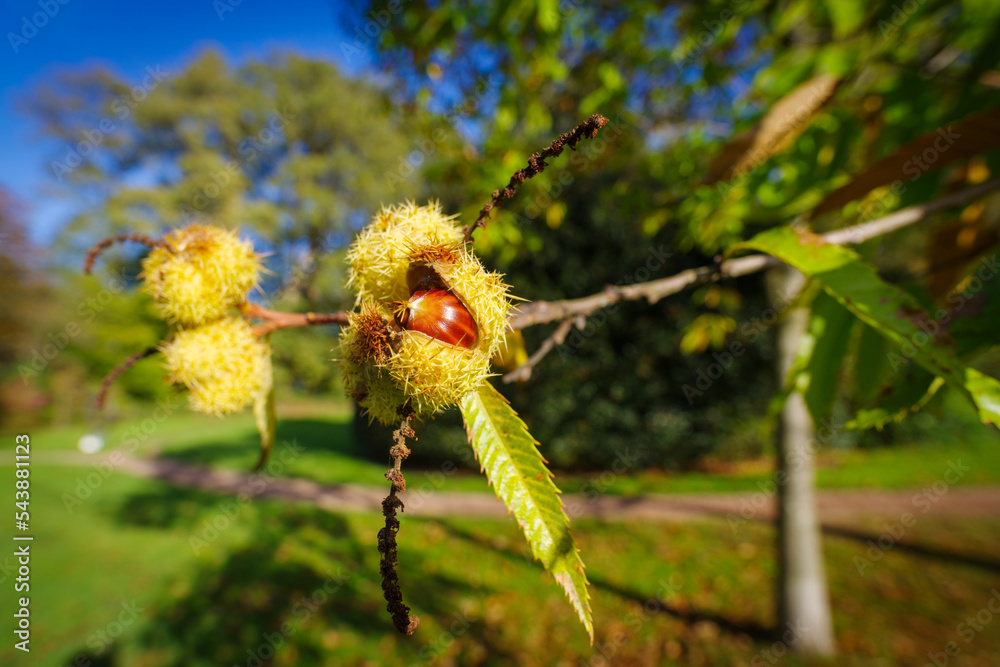 Obraz premium sweet chestnut