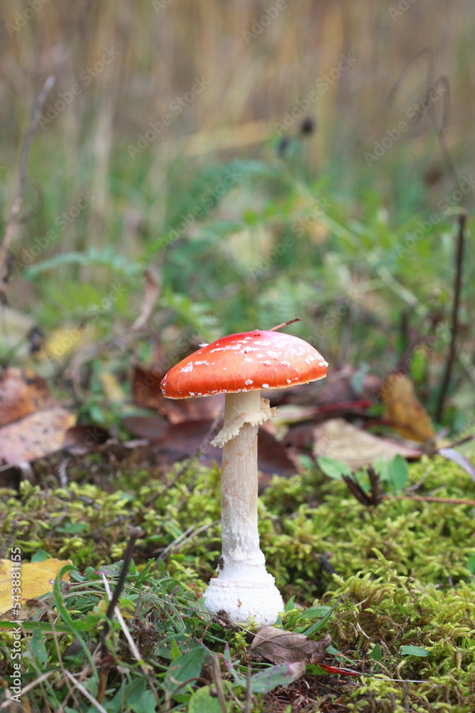 Mushroom fly agaric (Amanita muscaria) in the forest, selective focus Mushroom fly agaric (Amanita muscaria) in the forest, selective focus
