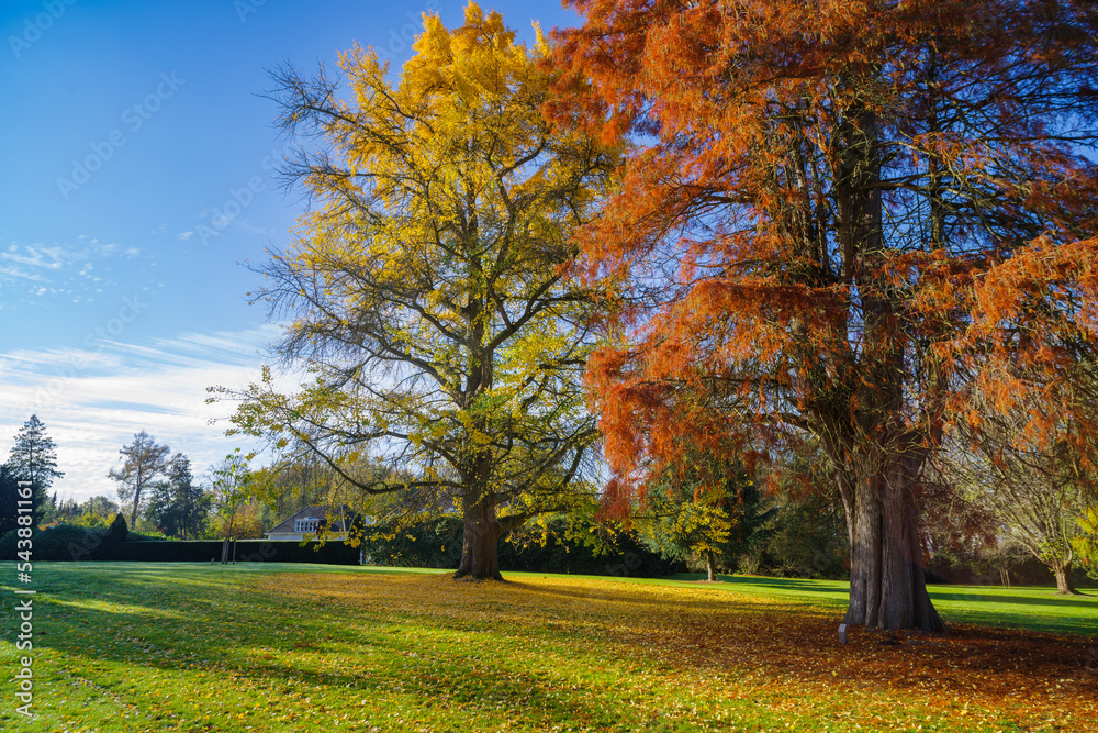 Naklejka premium autumn trees
