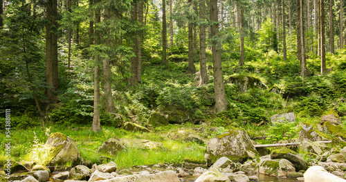 Plakat forest in spring