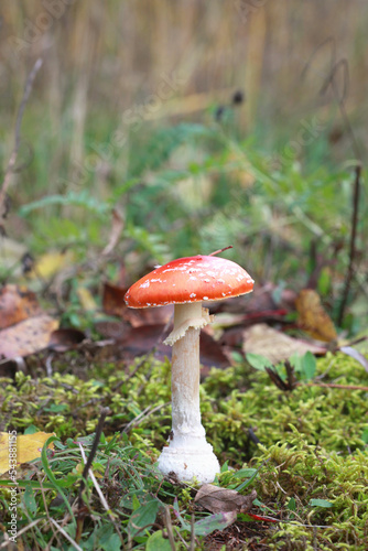 Mushroom fly agaric (Amanita muscaria) in the forest, selective focus 