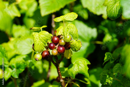 Blätter und Früchte der schwarzen Johannisbeere Ribes Nigrum photo