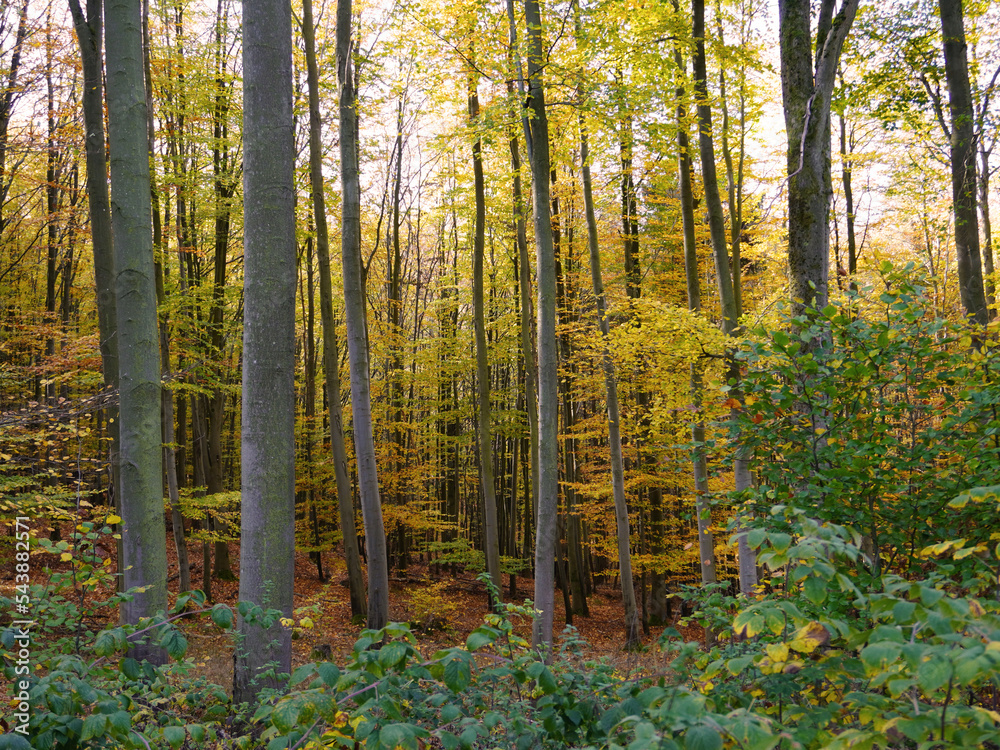 Obraz premium Blick in den herbstlich gefärbten Wald im Oktober