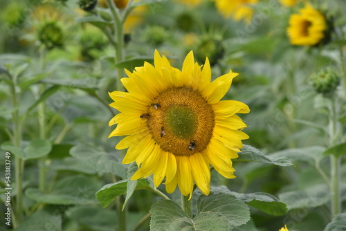 Sunflower