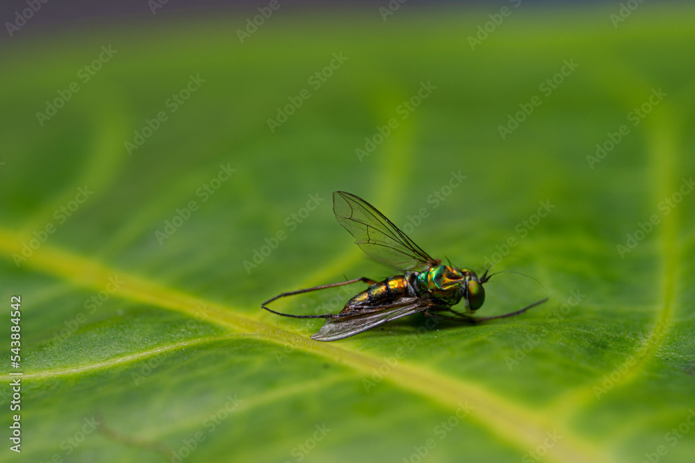 Condylostylus sp know as green legged fly with sitting pose on a green leaf Condylostylus sp know as green legged fly with sitting pose on a green leaf
