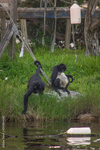 black tailed macaque