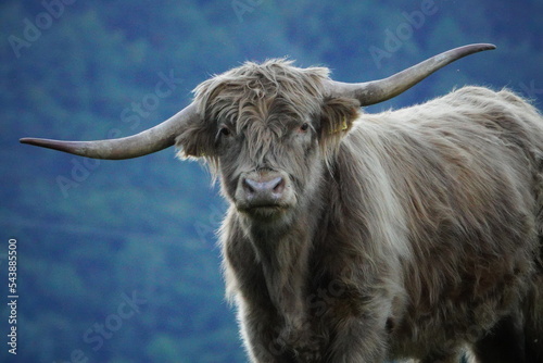 vache highlander