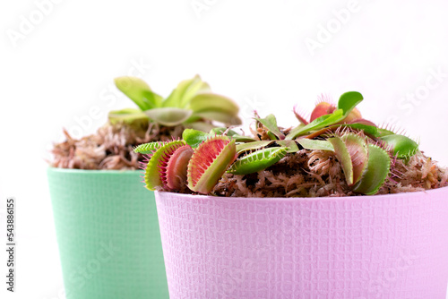 Venus flytrap and butterwort, carnivorous plants, in pots with sphagnum moss. Growing exotic houseplants photo
