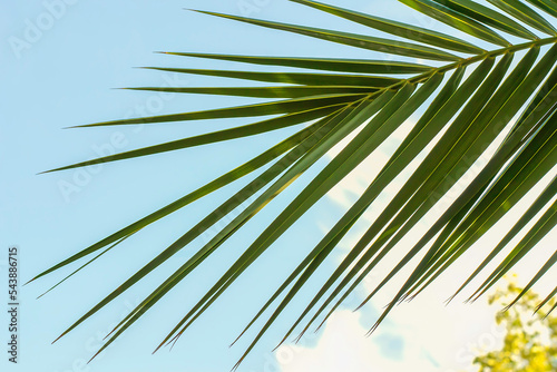 Palm leaf against the blue sky as a backdrop. Background for design elements, tropical leaf as summer background