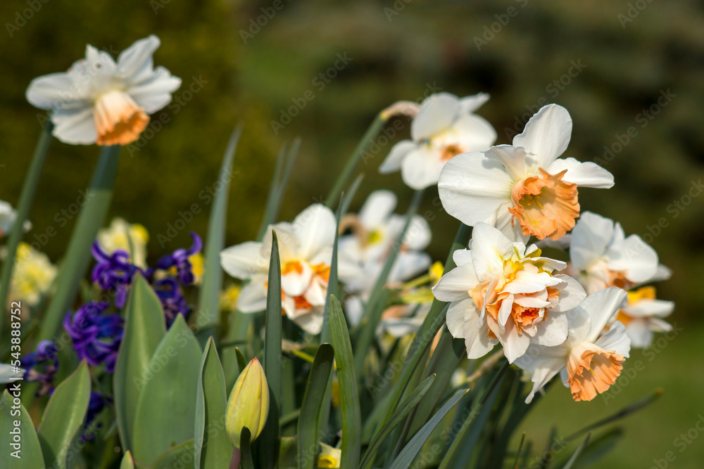 spring flowers in the garden - narcissus, tulips, hyacinth flowers spring flowers in the garden - narcissus, tulips, hyacinth flowers