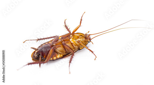 Australian cockroach - Periplaneta australasiae Fabricius - isolated on white background.   Alive on back © Chase D’Animulls