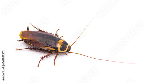 Australian cockroach - Periplaneta australasiae Fabricius - isolated on white background.   Top side profile view photo