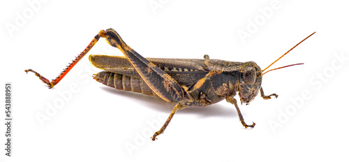 Keelers Spur throat Grasshopper - Melanoplus keeleri - Isolated on white background © Chase D’Animulls