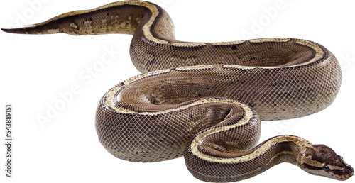 ball python snake on isolated white background