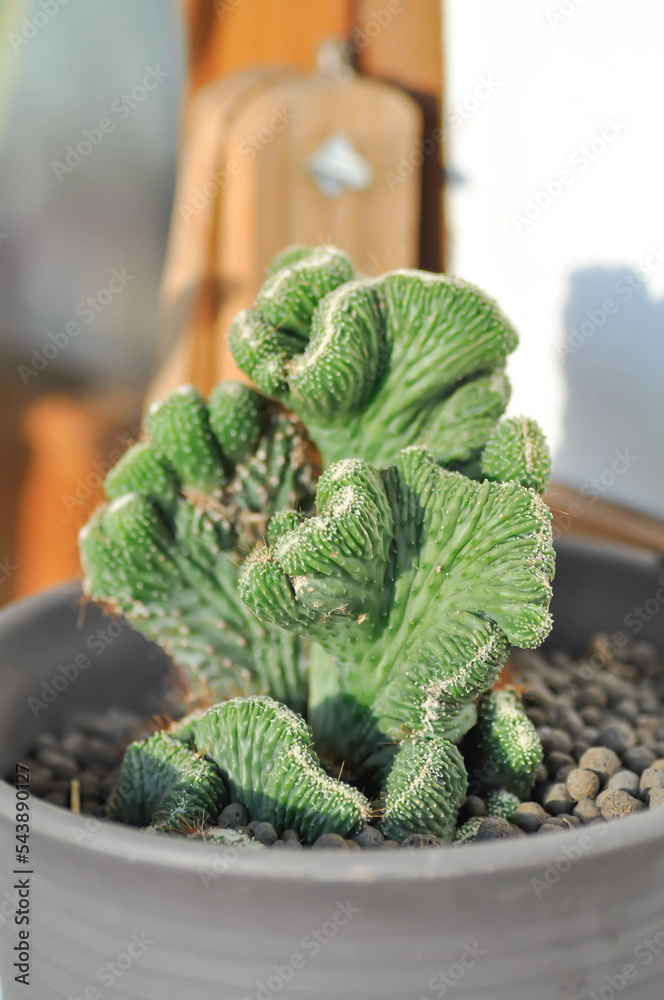 Euphorbia Lactea Cristata, Euphorbia neriifolia or Euphorbia lactea or