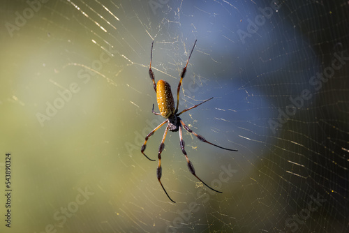 Golden Orbweaver Spider Fototapet