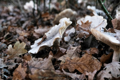 Close up of fungi growing in woodland on a rainy day in autumn