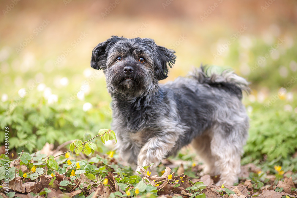 Portrait of an young havanese dog, gray cute small dog close up Portrait of an young havanese dog, gray cute small dog close up