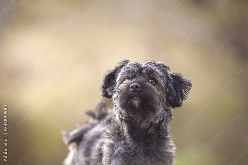 Portrait of an young havanese dog, gray cute small dog close up Portrait of an young havanese dog, gray cute small dog close up