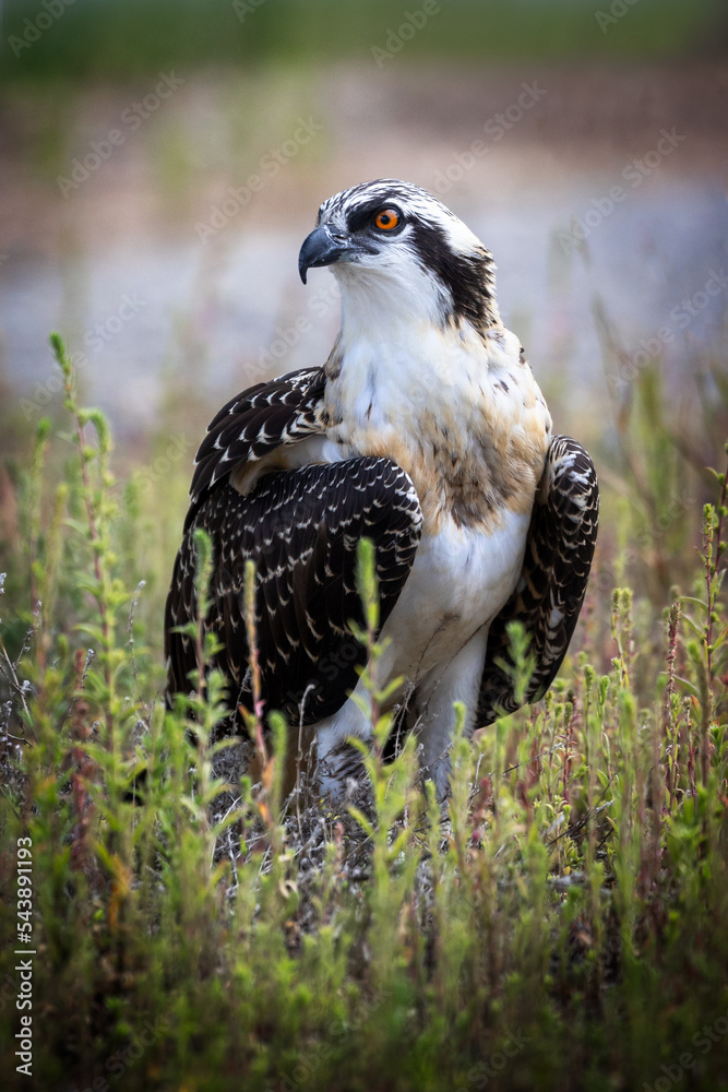 Fototapeta premium Osprey Portrait