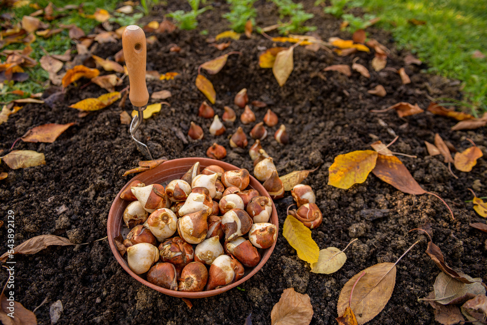 Planting tulip bulbs in a flower bed during a beautiful sunny autumn afternoon. Growing tulips. Fall gardening jobs background. Planting tulip bulbs in a flower bed during a beautiful sunny autumn afternoon. Growing tulips. Fall gardening jobs background.