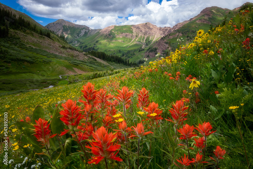 Paintbrush with a View