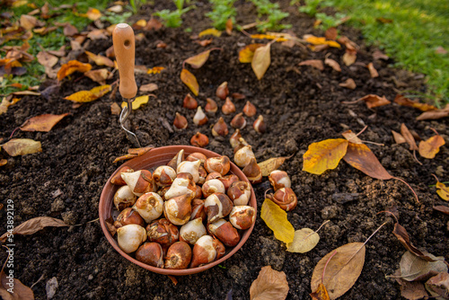 Planting tulip bulbs in a flower bed during a beautiful sunny autumn afternoon. Growing tulips. Fall gardening jobs background.