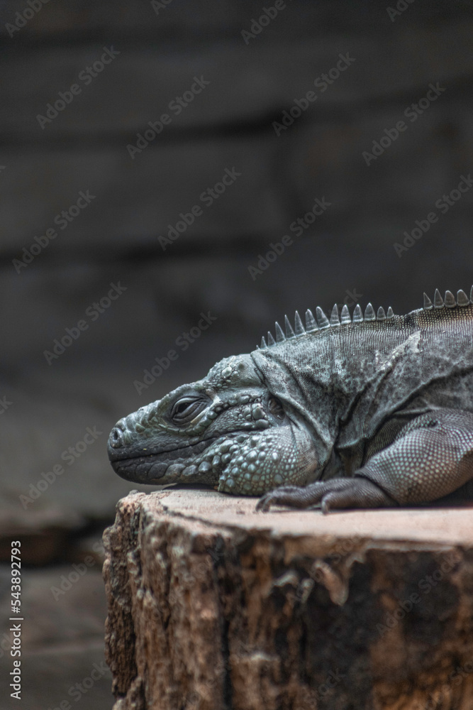 iguana on a stump in the zoo iguana on a stump in the zoo