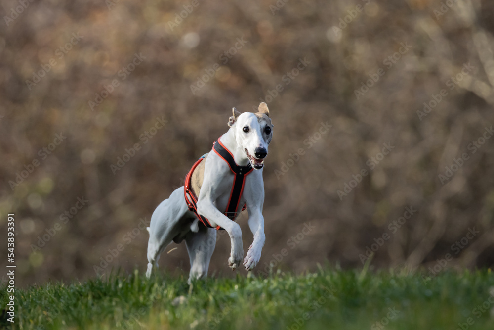 Beautiful white whippet dog.