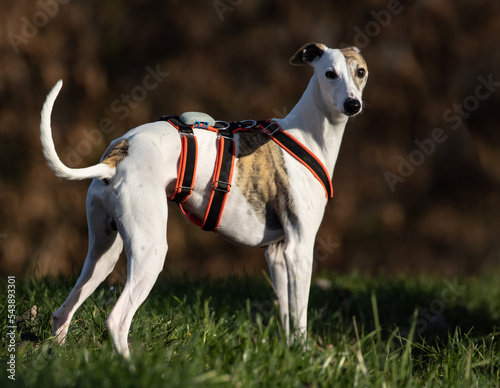 Beautiful white whippet dog. While standing  she looks at the camera.