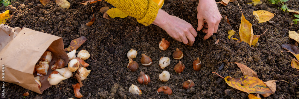 Woman planting tulip bulbs in a flower bed during a beautiful sunny autumn afternoon. Growing tulips. Fall gardening jobs banner. Woman planting tulip bulbs in a flower bed during a beautiful sunny autumn afternoon. Growing tulips. Fall gardening jobs banner.