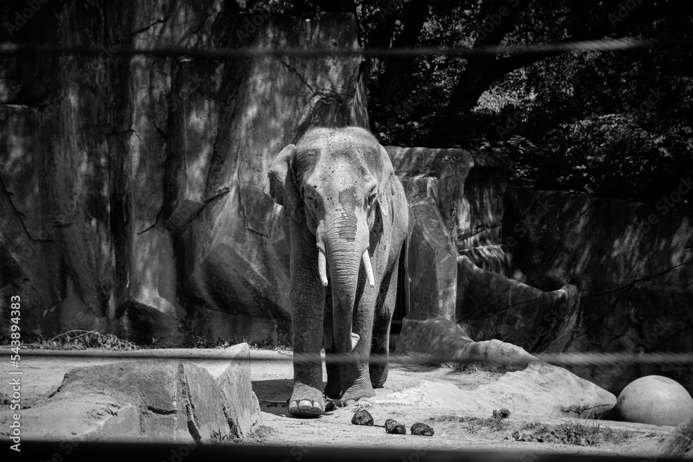 Fototapeta premium elephant in zoo
