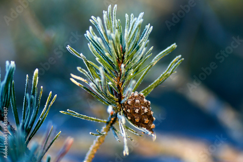 Frosty pine twig with brown pine cone in the forest in winter.