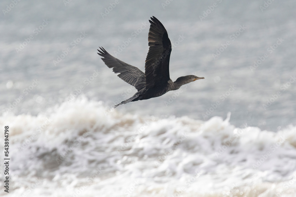 Naklejka premium Neotropic Cormorant or Olivaceous Cormorant (Nannopterum brasilianum) flying over the waves