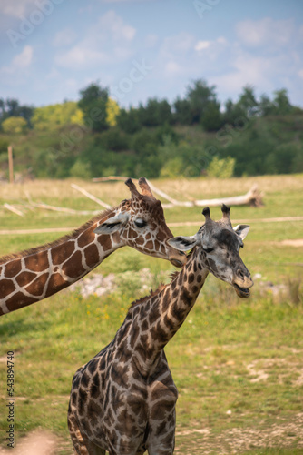 giraffe in zoo