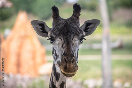 Photography giraffe in zoo