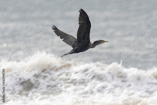 Neotropic Cormorant or Olivaceous Cormorant (Nannopterum brasilianum) flying over the waves