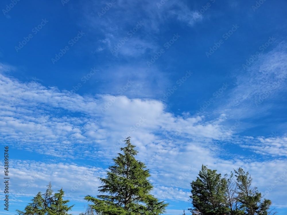 Sapins dans ciel bleu Sapins dans ciel bleu