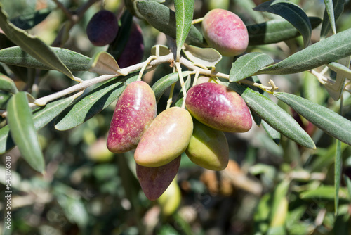 Aceitunas cornicabra photo