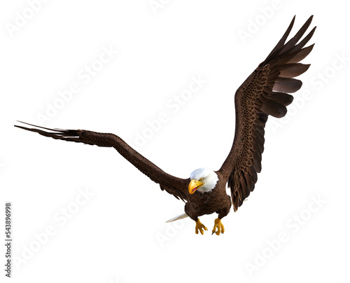 bald eagle isolated on transparent background. 3D rendering. PNG