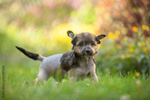 Photos Brown hairless chinese crested dog puppy standing at a park, blurred background
