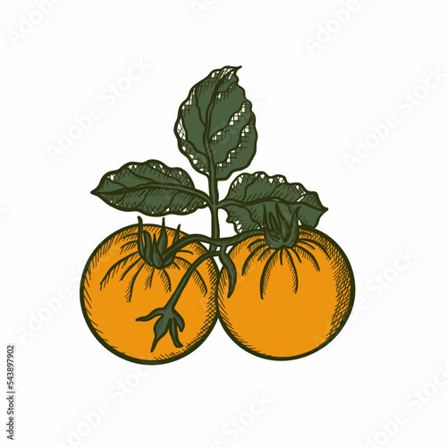 tomatoes,vegetables,botany,vegans, leaves, agriculture, shop supplies, food, food, ingredients, health, proper nutrition tomatoes,vegetables,botany,vegans, leaves, agriculture, shop supplies, food, fo