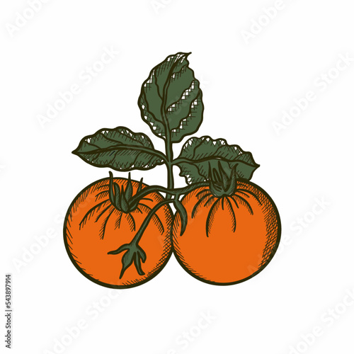 tomatoes,vegetables,botany,vegans, leaves, agriculture, shop supplies, food, food, ingredients, health, proper nutrition tomatoes,vegetables,botany,vegans, leaves, agriculture, shop supplies, food, fo