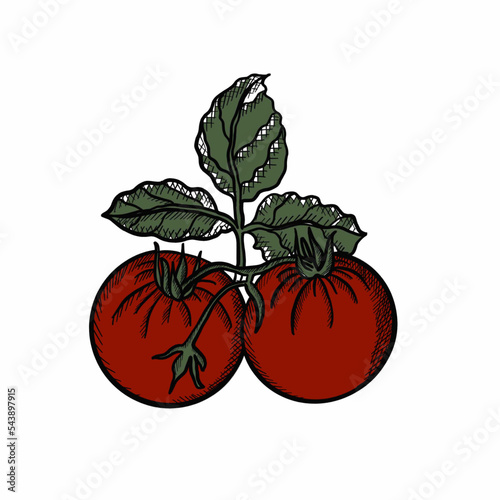 tomatoes,vegetables,botany,vegans, leaves, agriculture, shop supplies, food, food, ingredients, health, proper nutrition tomatoes,vegetables,botany,vegans, leaves, agriculture, shop supplies, food, fo