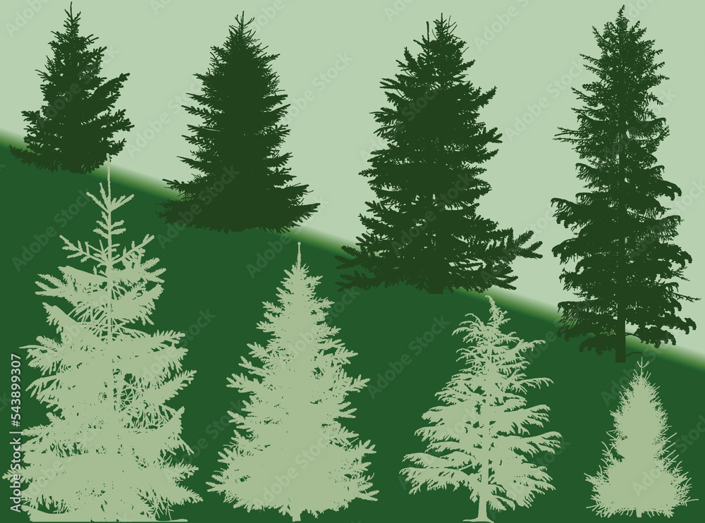 Fototapeta premium fir eight silhouettes on green background