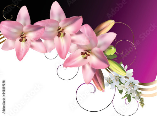 pink lilies group on lilac and white background