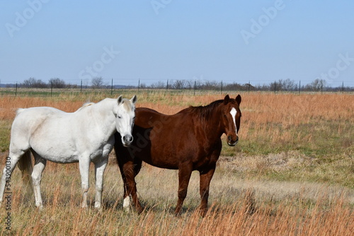 Horses