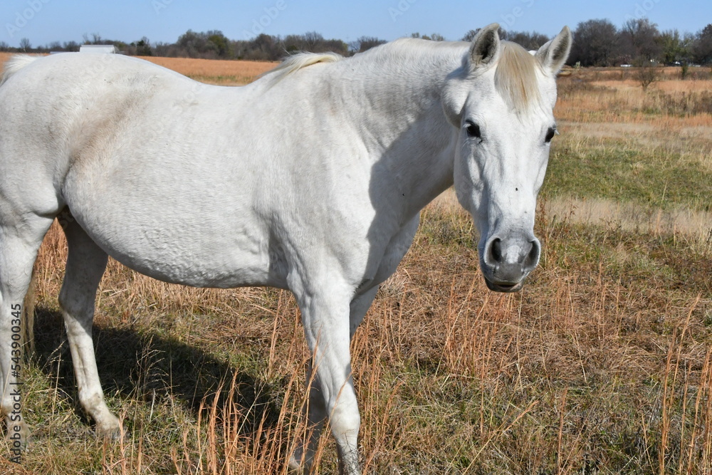 Obraz premium White Horse